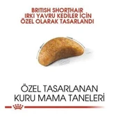 Royal Canin British Shorthair Kitten Yavru Kedi Maması thumbnail 4