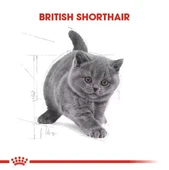 Royal Canin British Shorthair Kitten Yavru Kedi Maması thumbnail 8