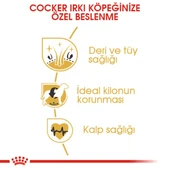 Royal Canin Cocker Adult Yetişkin Köpek Maması - 3
