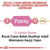 Royal Canin British Shorthair Kitten Yavru Kedi Maması thumbnail 7