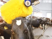 Elektrikli Hayvan Kaşıma Düz Fırçalı Kaşağı-70 cm thumbnail 5