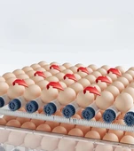 Epo-w64 Tam Otomatik Kuluçka Makinesi 64 Yumurta Kapasiteli Civciv Kaz Ördek Uyumlu + Yedek Motor - 2