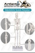 İskelet Maketi 20 cm 1 Adet Eğitim İnsan İskelet Modeli İskelet Sistemi Haraketli İskelet Anatomisi Masaüstü Taşınabilir - 4
