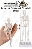 İskelet Maketi 20 cm 1 Adet Eğitim İnsan İskelet Modeli İskelet Sistemi Haraketli İskelet Anatomisi Masaüstü Taşınabilir - 1