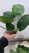 Bitki L224 Anubias barteri broad leaf -[L] Large thumbnail 3