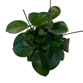 Hoya Australis (Mum Çiçeği) thumbnail 2