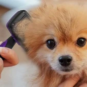 BUFFER®  Otomatik Temizlenebilen Tuşlu Pratik Kedi Köpek Tüy Toplama Fırçası thumbnail 6