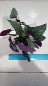 Bitki L092 Hemigraphis colorata big leaves 4-5 Kök thumbnail 2