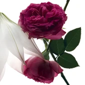 Yves Saint Laurent Mon Paris Intensement EDP 90 ml Kadın Parfümü thumbnail 3