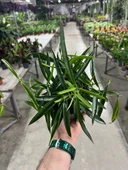 Hoya Longifolia (Mum Çiçeği) thumbnail 4