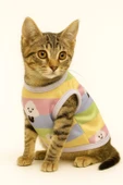 Yavru Kediler İçin Kıyafet - Karışık Renk thumbnail 3