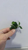 Bitki L307 Anubias barteri var nana (petite) thumbnail 4