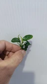 Bitki L307 Anubias barteri var nana (petite) thumbnail 5