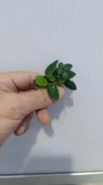 Bitki L307 Anubias barteri var nana (petite) thumbnail 3