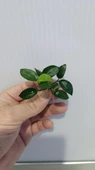 Bitki L307 Anubias barteri var nana (petite) thumbnail 6