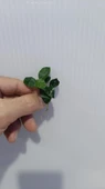 Bitki L307 Anubias barteri var nana (petite) thumbnail 7
