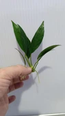 Bitki L017 Anubias barteri var glabra (lanceolata) thumbnail 6