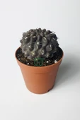 Copiapoa Humilis koyu gövde koleksiyon kaktüs 5.5 cm saksıda - 2