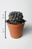 Copiapoa Humilis koyu gövde koleksiyon kaktüs 5.5 cm saksıda - 5