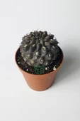 Copiapoa Humilis koyu gövde koleksiyon kaktüs 5.5 cm saksıda - 3