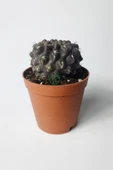 Copiapoa Humilis koyu gövde koleksiyon kaktüs 5.5 cm saksıda - 1