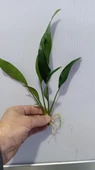 Bitki L316 Anubias congensis -[L] 20cm thumbnail 6