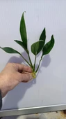 Bitki L316 Anubias congensis -[L] 20cm thumbnail 2