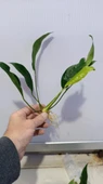 Bitki L316 Anubias congensis -[L] 20cm thumbnail 3