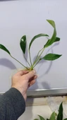 Bitki L316 Anubias congensis -[L] 20cm thumbnail 5