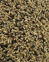 NATURAL PROFESYONEL KANARYA KARIŞIK YEMİ - 20KG - 2