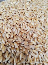 ELENMİŞ KIRMIZI BUĞDAY 25KG - 1