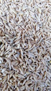 SOYULMUŞ İÇ YULAF 5KG ÜCRETSİZ KARGO - 1