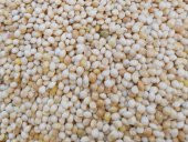 25KG AK DARI MUHABBET KUŞU YEMİ ÜCRETSİZ KARGO - 1