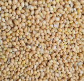 SADE MUHABBET KUŞU YEMİ(SARI DARI) 25KG ÜCRETSİZ KARGO - 1