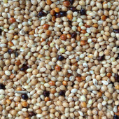 25KG KARIŞIK ÜRETİCİ MUHABBET KUŞU YEMİ ÜCRETSİZ KARGO - 1