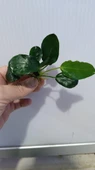 Bitki L707 Anubias barteri var nana (dark moon) thumbnail 4