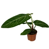 Anthurium Villenaorum thumbnail 1