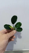 Bitki L707 Anubias barteri var nana (dark moon) thumbnail 6