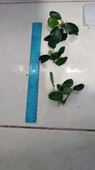 Bitki L707 Anubias barteri var nana (dark moon) thumbnail 7