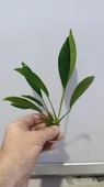 Bitki L280 Anubias barteri var glabra thumbnail 5