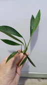 Bitki L280 Anubias barteri var glabra thumbnail 3