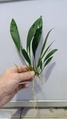 Bitki L280 Anubias barteri var glabra thumbnail 4