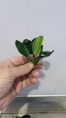 Bitki L707 Anubias barteri var nana (dark moon) thumbnail 3