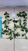 Bitki L707 Anubias barteri var nana (dark moon) thumbnail 1