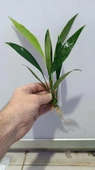 Bitki L280 Anubias barteri var glabra thumbnail 2