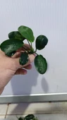 Bitki L707 Anubias barteri var nana (dark moon) thumbnail 2