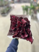 Begonia Rex 'Red Tango' (Begonia Çiçeği) thumbnail 3