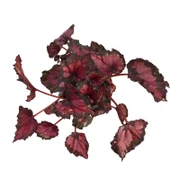 Begonia Rex 'Red Tango' (Begonia Çiçeği) thumbnail 2