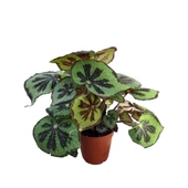 Begonia Masoniana (Begonia Çiçeği) thumbnail 2