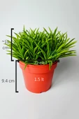 Peperomia Ferreyrae (mutlu fasulye) dekoratif sukulent 12 cm saks thumbnail 2